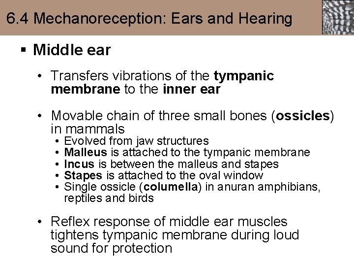 6. 4 Mechanoreception: Ears and Hearing § Middle ear • Transfers vibrations of the