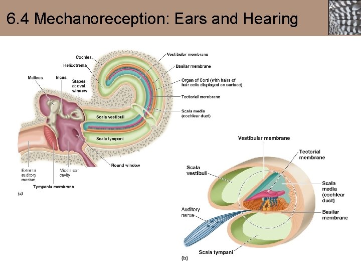 6. 4 Mechanoreception: Ears and Hearing 