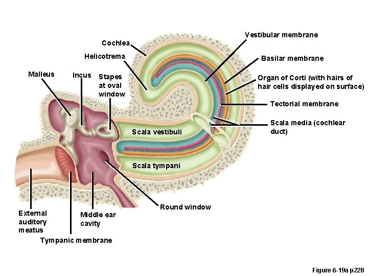 Vestibular membrane Cochlea Helicotrema Malleus Incus Basilar membrane Stapes at oval window Organ of