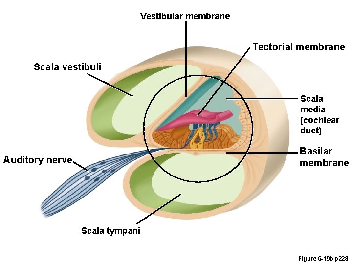 Vestibular membrane Tectorial membrane Scala vestibuli Scala media (cochlear duct) Basilar membrane Auditory nerve