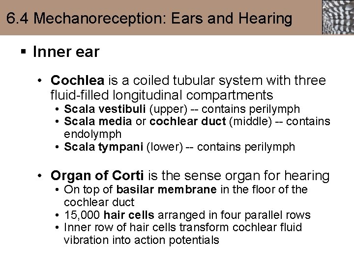 6. 4 Mechanoreception: Ears and Hearing § Inner ear • Cochlea is a coiled