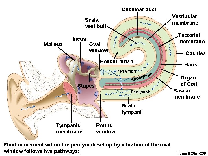 Cochlear duct Vestibular membrane Scala vestibuli Malleus Incus Tectorial membrane Oval window Cochlea Helicotrema