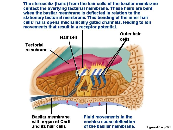 The stereocilia (hairs) from the hair cells of the basilar membrane contact the overlying