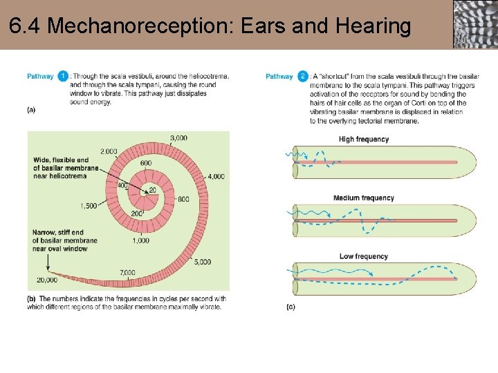 6. 4 Mechanoreception: Ears and Hearing 