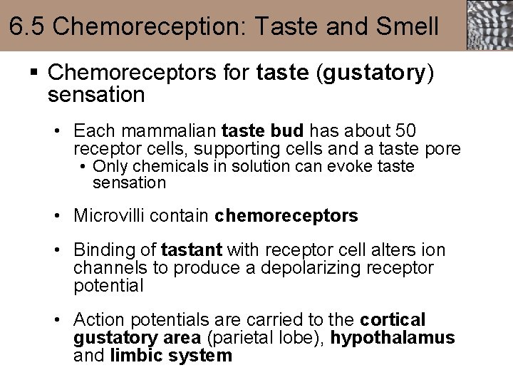 6. 5 Chemoreception: Taste and Smell § Chemoreceptors for taste (gustatory) sensation • Each