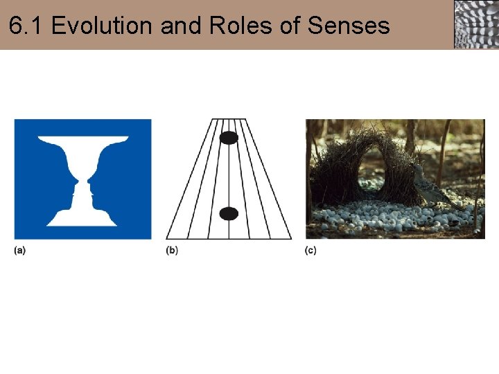 6. 1 Evolution and Roles of Senses 