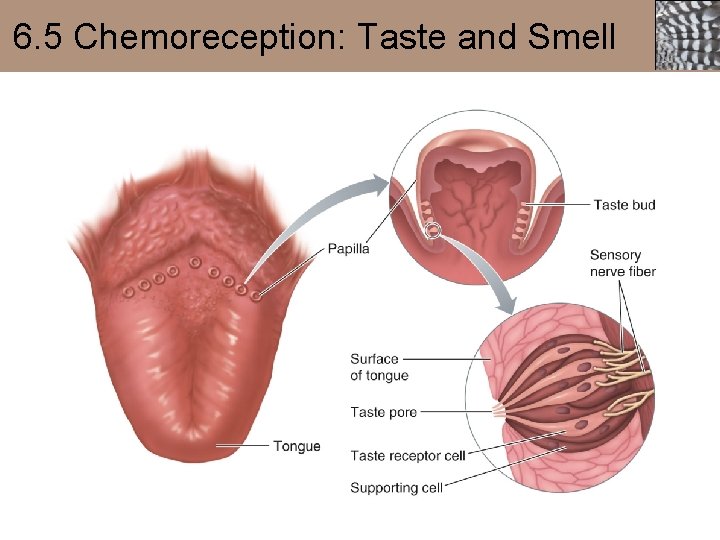 6. 5 Chemoreception: Taste and Smell 