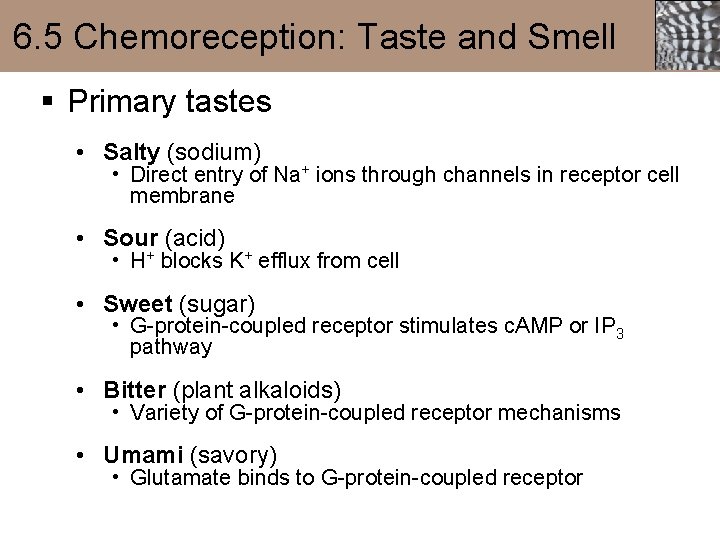 6. 5 Chemoreception: Taste and Smell § Primary tastes • Salty (sodium) • Direct