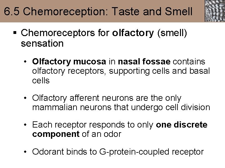 6. 5 Chemoreception: Taste and Smell § Chemoreceptors for olfactory (smell) sensation • Olfactory