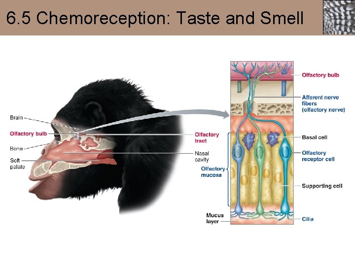 6. 5 Chemoreception: Taste and Smell 