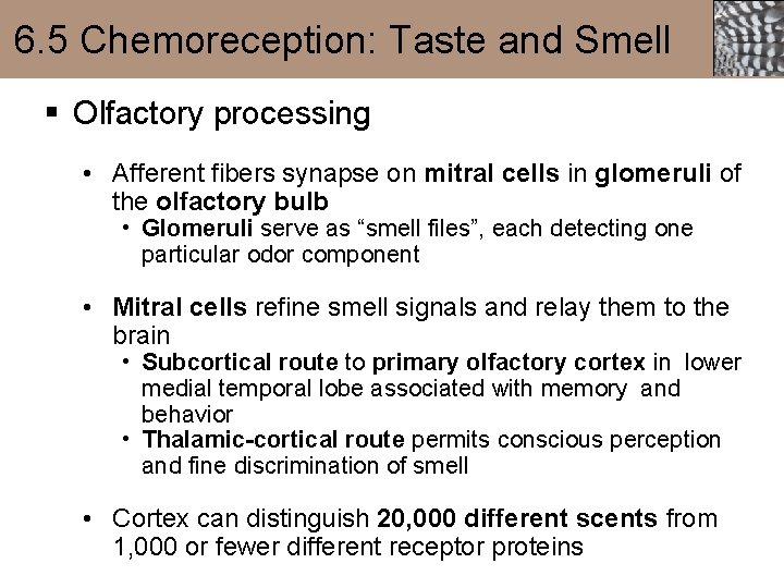 6. 5 Chemoreception: Taste and Smell § Olfactory processing • Afferent fibers synapse on