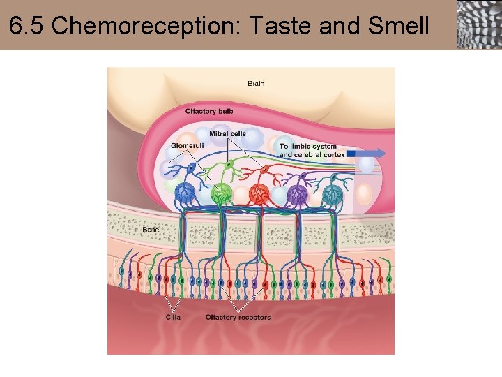 6. 5 Chemoreception: Taste and Smell 