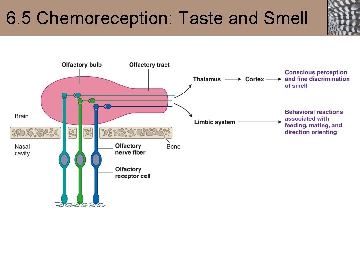 6. 5 Chemoreception: Taste and Smell 