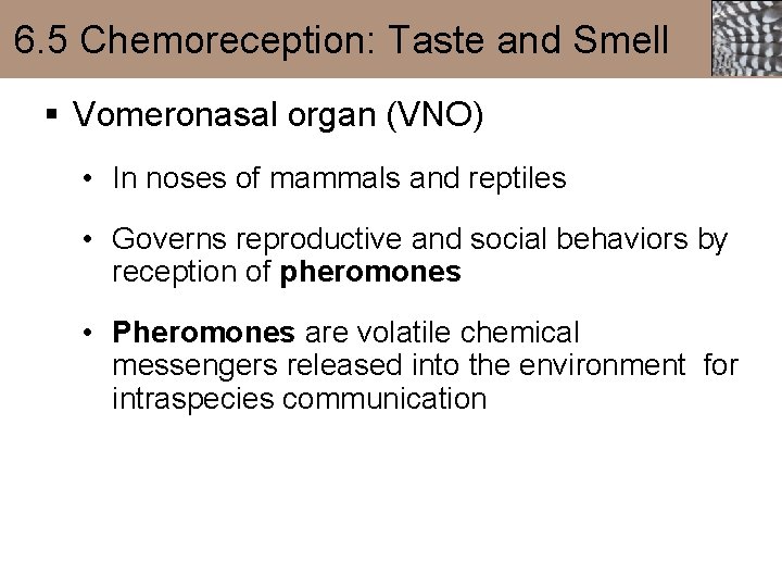 6. 5 Chemoreception: Taste and Smell § Vomeronasal organ (VNO) • In noses of