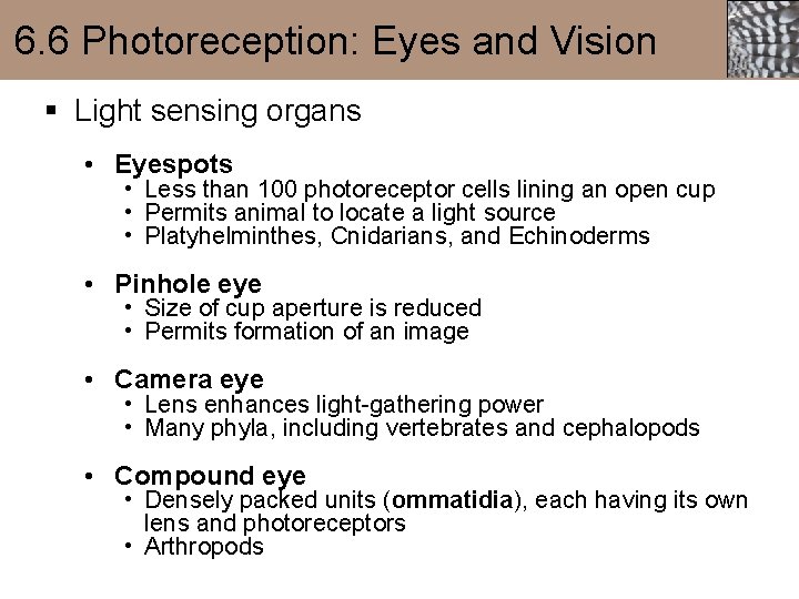 6. 6 Photoreception: Eyes and Vision § Light sensing organs • Eyespots • Less