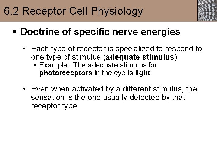 6. 2 Receptor Cell Physiology § Doctrine of specific nerve energies • Each type