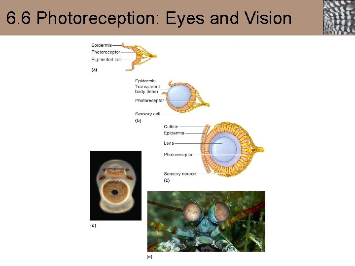 6. 6 Photoreception: Eyes and Vision 