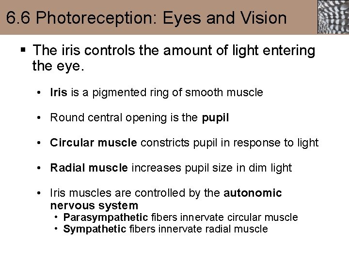 6. 6 Photoreception: Eyes and Vision § The iris controls the amount of light