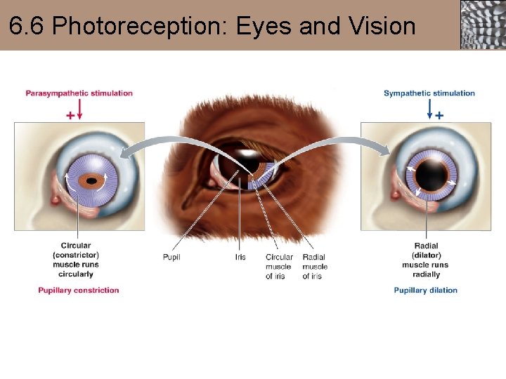 6. 6 Photoreception: Eyes and Vision 