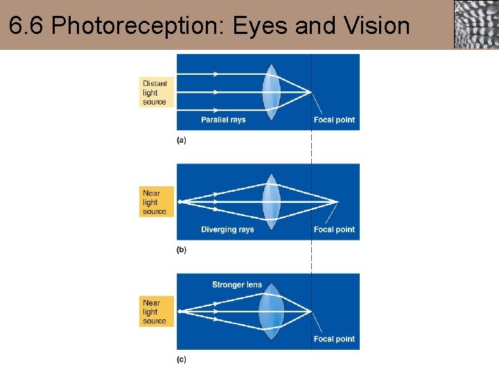 6. 6 Photoreception: Eyes and Vision 