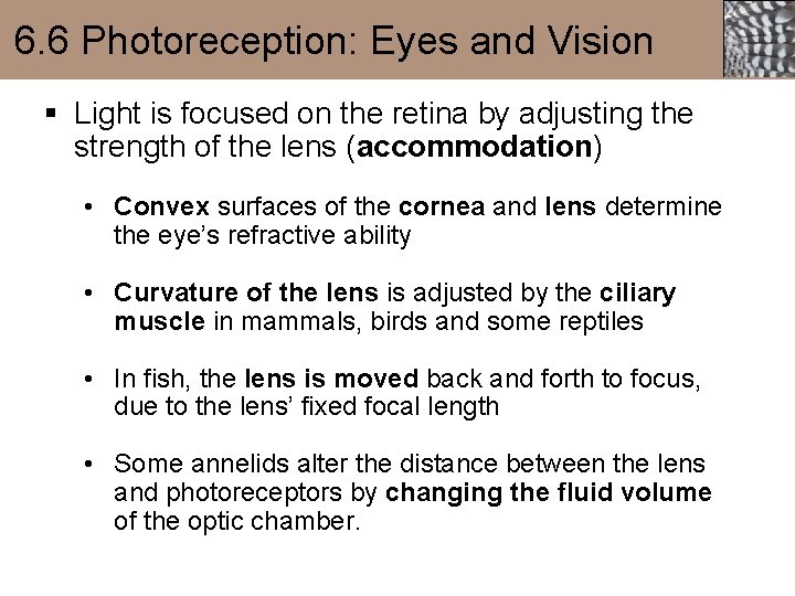 6. 6 Photoreception: Eyes and Vision § Light is focused on the retina by