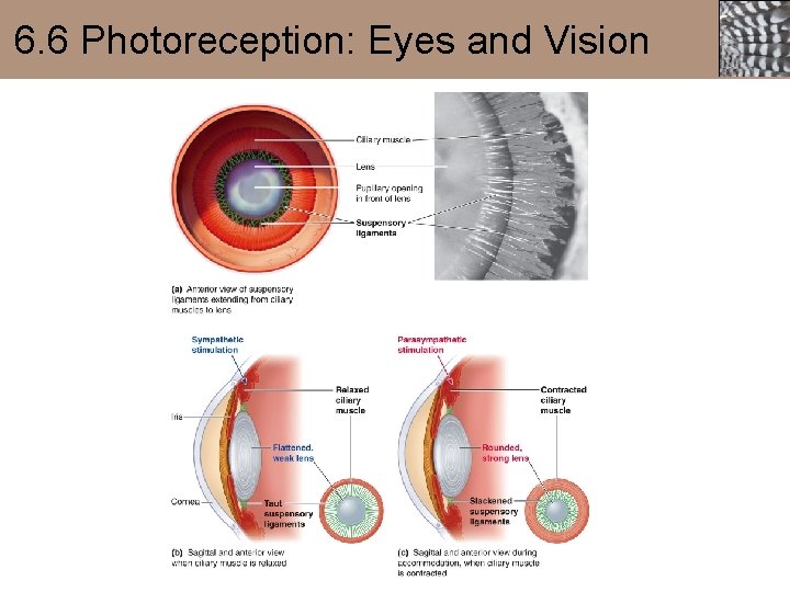 6. 6 Photoreception: Eyes and Vision 