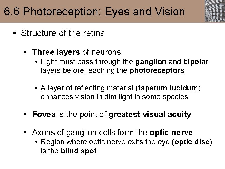 6. 6 Photoreception: Eyes and Vision § Structure of the retina • Three layers