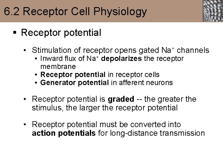 6. 2 Receptor Cell Physiology § Receptor potential • Stimulation of receptor opens gated