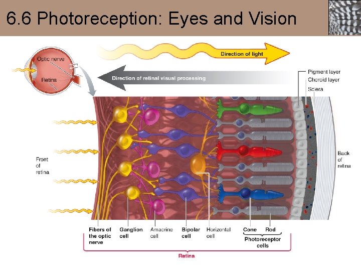 6. 6 Photoreception: Eyes and Vision 