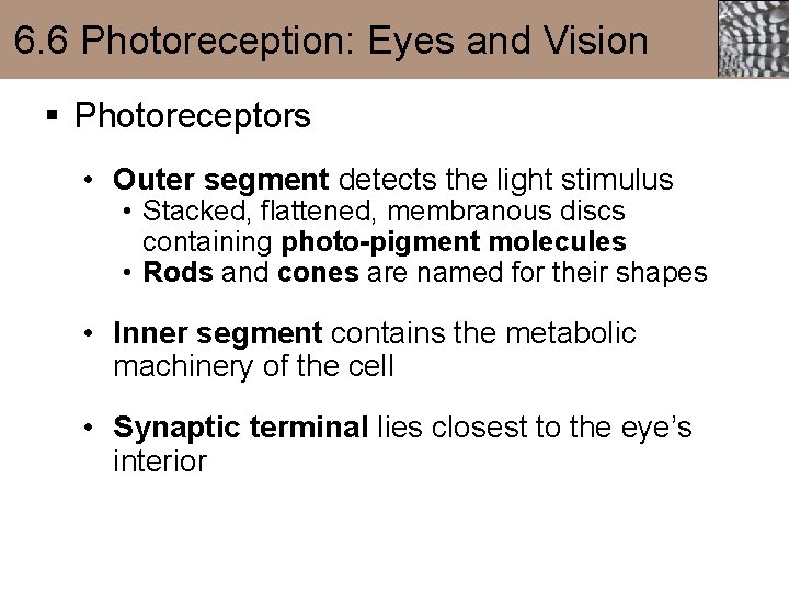 6. 6 Photoreception: Eyes and Vision § Photoreceptors • Outer segment detects the light