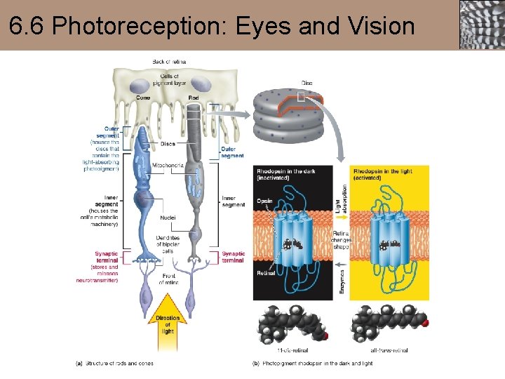 6. 6 Photoreception: Eyes and Vision 