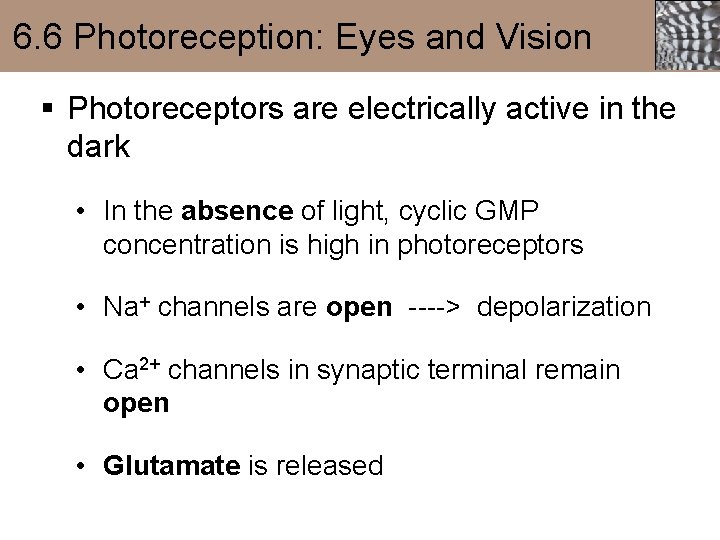 6. 6 Photoreception: Eyes and Vision § Photoreceptors are electrically active in the dark