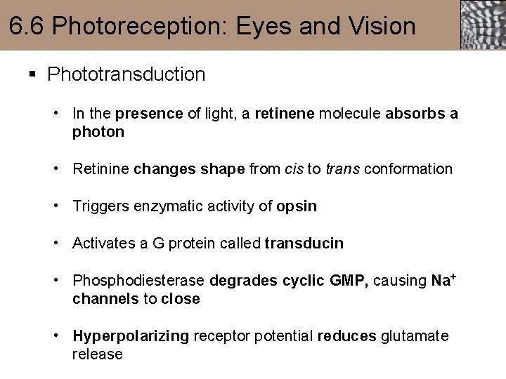 6. 6 Photoreception: Eyes and Vision § Phototransduction • In the presence of light,