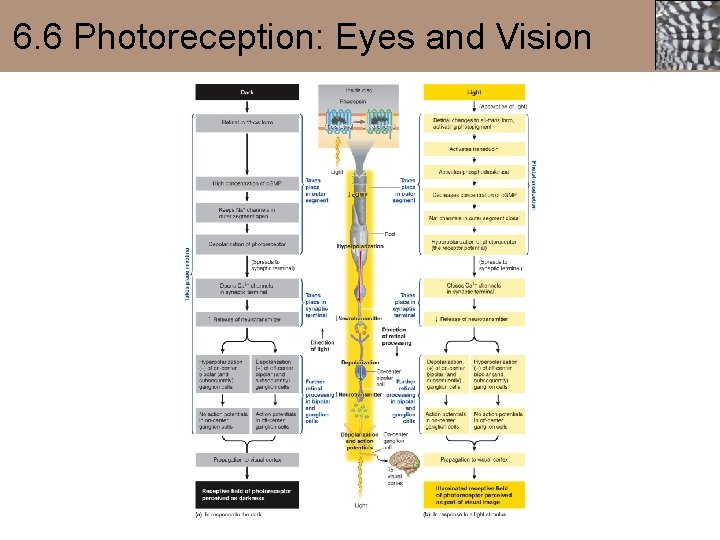 6. 6 Photoreception: Eyes and Vision 