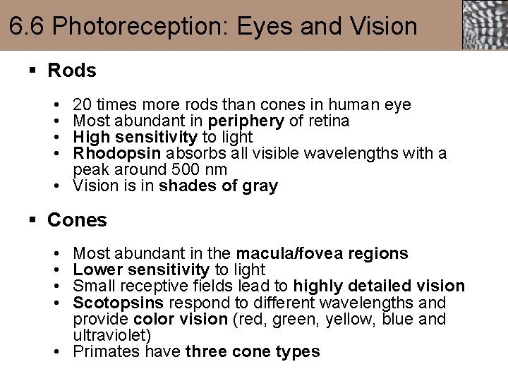 6. 6 Photoreception: Eyes and Vision § Rods • • 20 times more rods