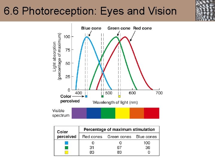 6. 6 Photoreception: Eyes and Vision 