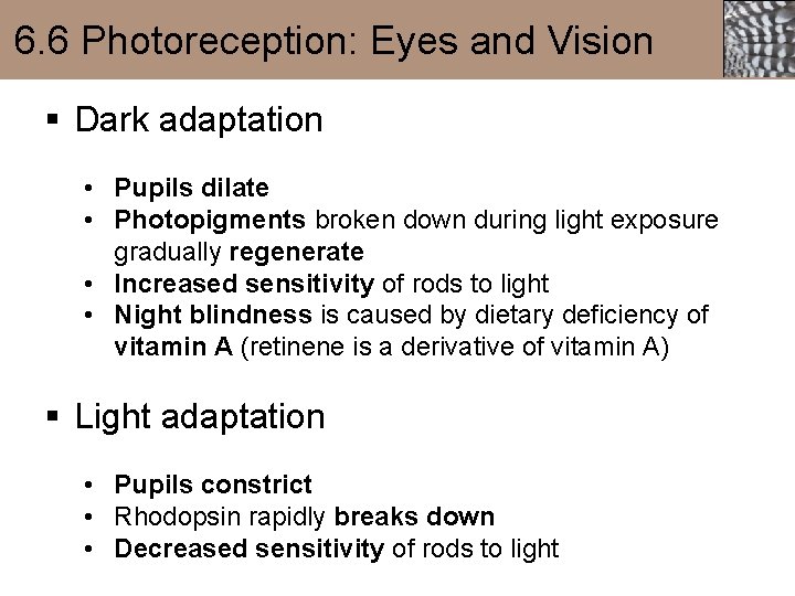 6. 6 Photoreception: Eyes and Vision § Dark adaptation • Pupils dilate • Photopigments