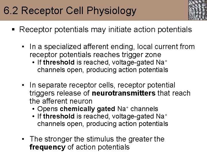6. 2 Receptor Cell Physiology § Receptor potentials may initiate action potentials • In