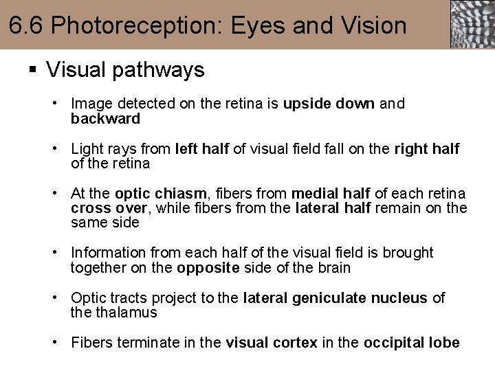 6. 6 Photoreception: Eyes and Vision § Visual pathways • Image detected on the