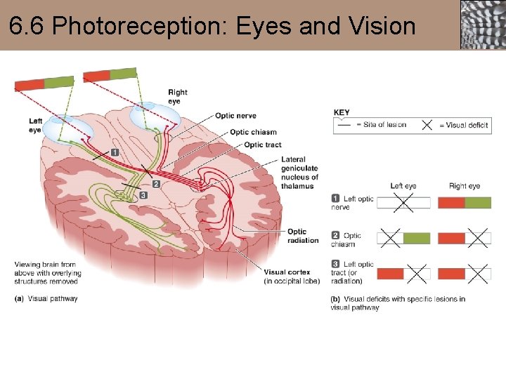 6. 6 Photoreception: Eyes and Vision 