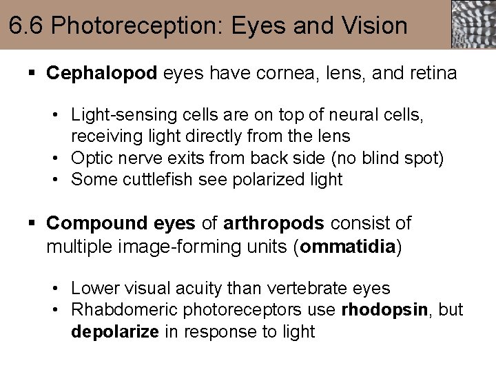 6. 6 Photoreception: Eyes and Vision § Cephalopod eyes have cornea, lens, and retina