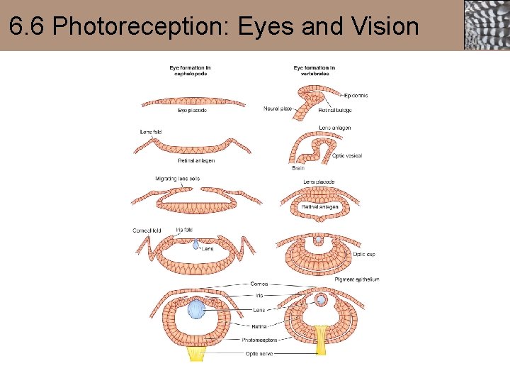 6. 6 Photoreception: Eyes and Vision 