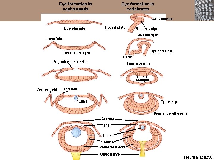 Eye formation in cephalopods Eye formation in vertebrates Epidermis Eye placode Neural plate Retinal