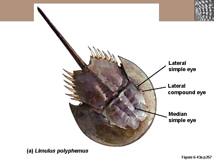 Lateral simple eye Lateral compound eye Median simple eye (a) Limulus polyphemus Figure 6