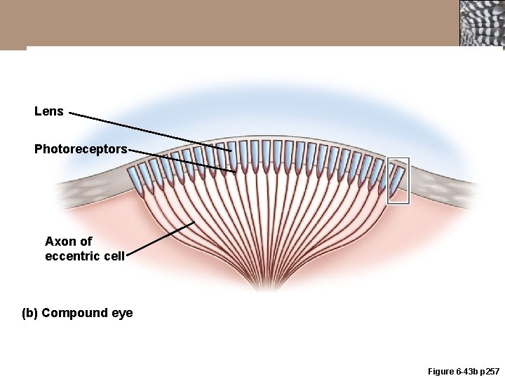 Lens Photoreceptors Axon of eccentric cell (b) Compound eye Figure 6 -43 b p