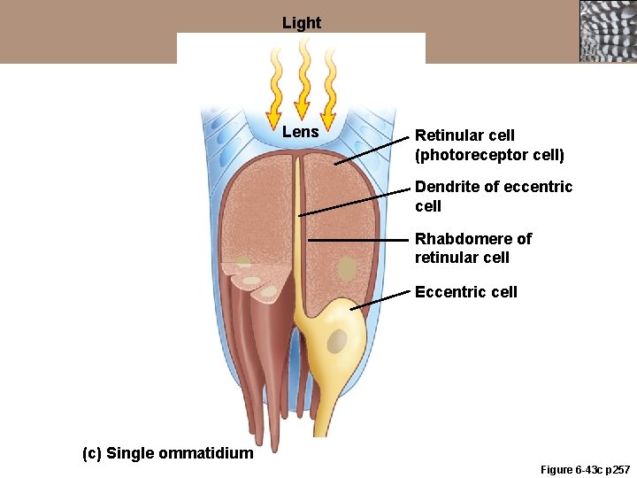 Light Lens Retinular cell (photoreceptor cell) Dendrite of eccentric cell Rhabdomere of retinular cell