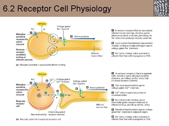 6. 2 Receptor Cell Physiology 