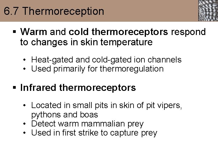 6. 7 Thermoreception § Warm and cold thermoreceptors respond to changes in skin temperature