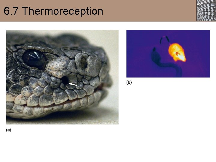 6. 7 Thermoreception 