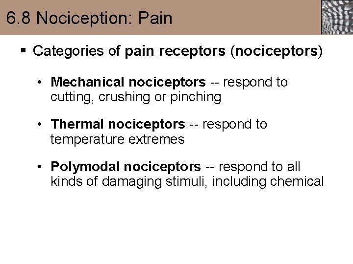 6. 8 Nociception: Pain § Categories of pain receptors (nociceptors) • Mechanical nociceptors --